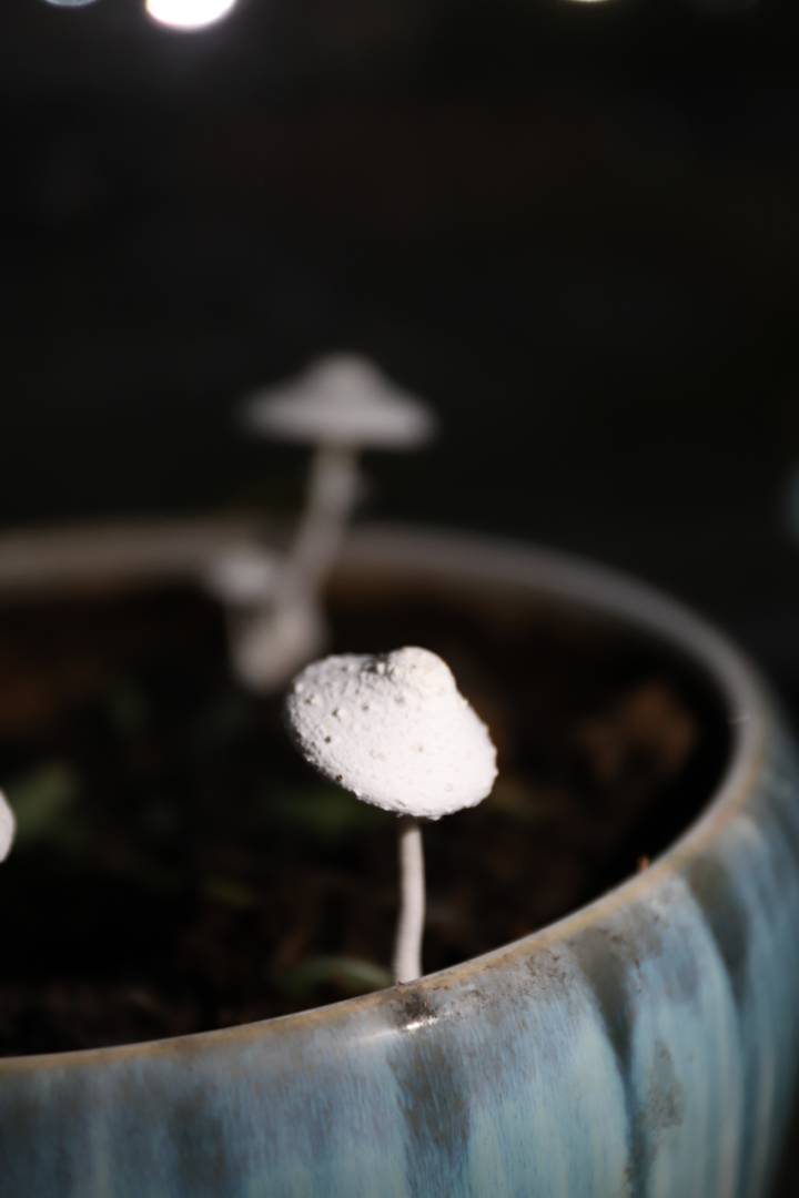 白色白鬼伞蘑菇图片