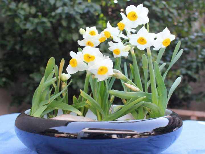 水仙花水仙花花色漂亮,南北方都適合,水仙花的綠葉翠亮,芳花似杯,花香