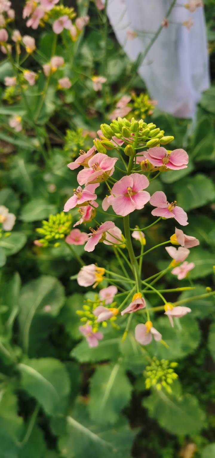 五颜六色的油菜花你见过吗?回暖的3月不妨去浙里寻找它们