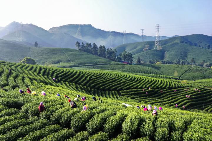 今天安吉白茶正式开采白叶1号将在三省六县扎根
