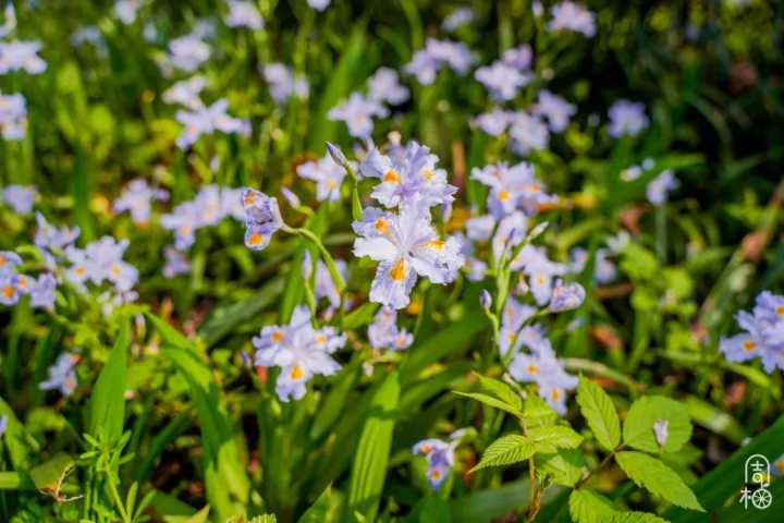 西溪花朝节来了 0元看尽杭城花 免费领盲盒