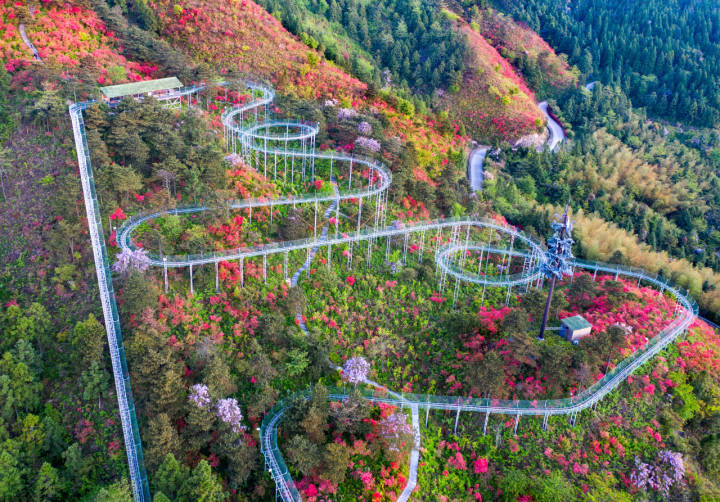 五一游浙江磐安盘峰乡万亩杜鹃花开正艳