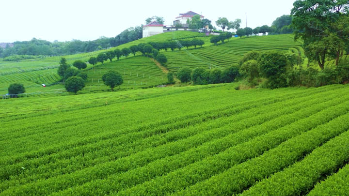 航拍未来乡村|杭州西湖区长埭村:看见艺术茶村的优雅与野趣