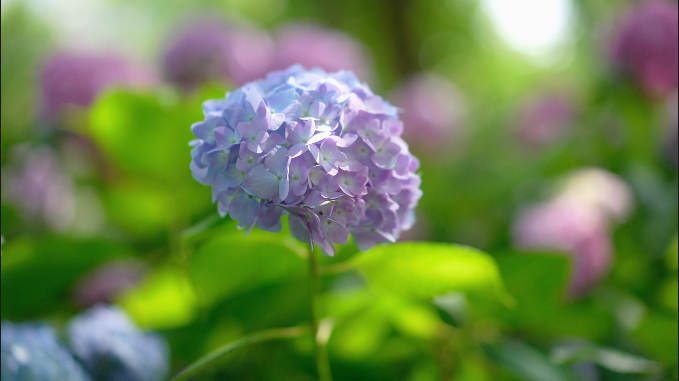 Mei眼看世界 初夏的浪漫 不小心掉进绣球花的温柔