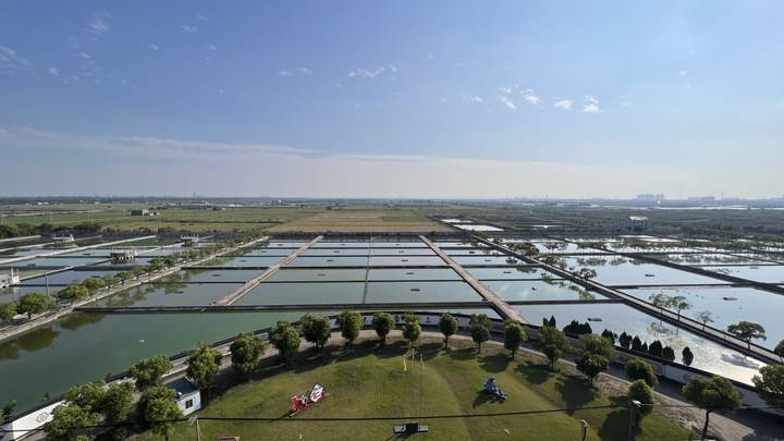 杭州人秋補是不是都吃甲魚杭州本塘甲魚基地這一幕看笑了甲魚們保持