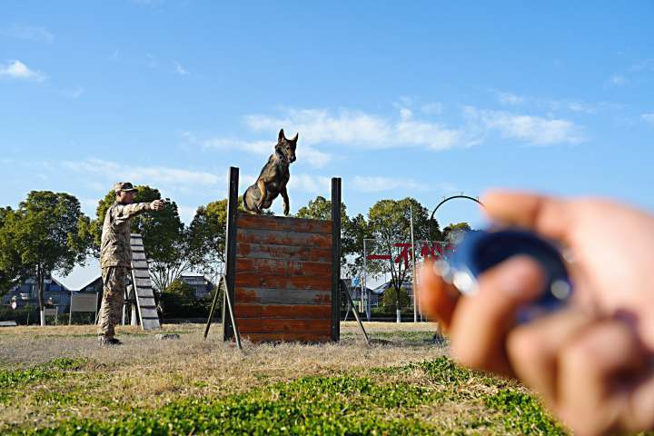 武警军犬训练基地图片