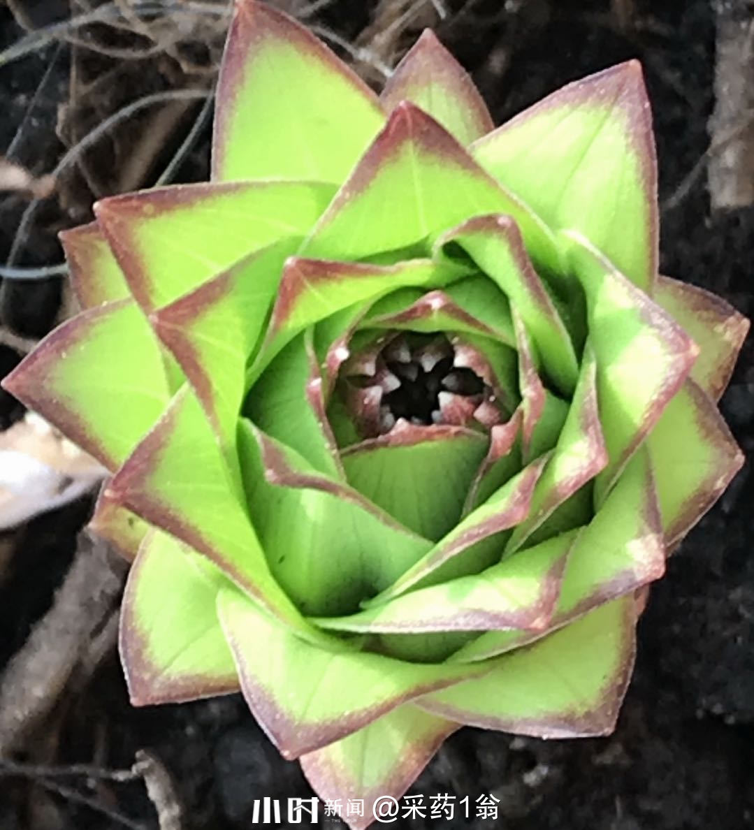 最爱的花 野生百合花 最爱的花 野生百合花