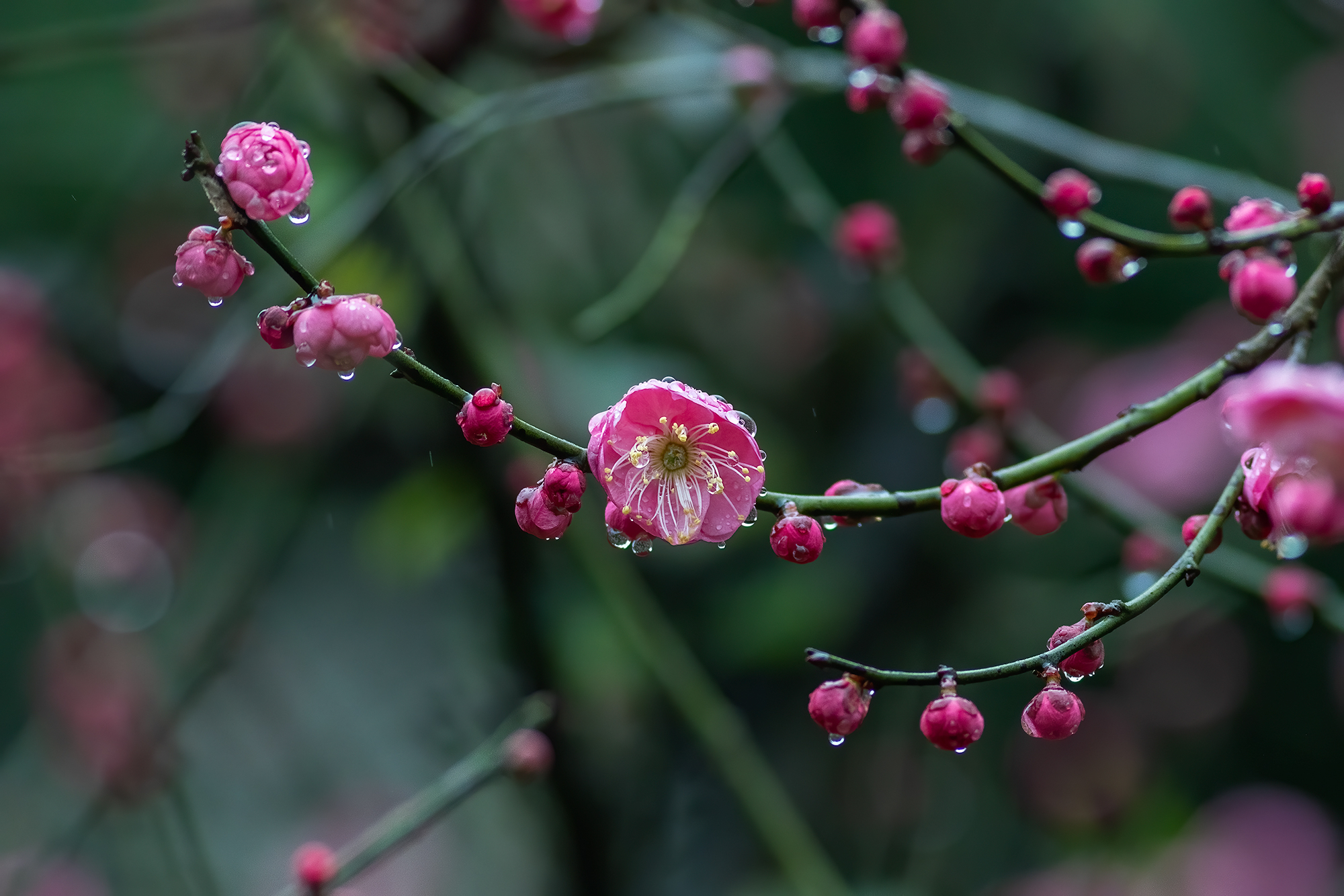 雨中梅花图片唯美图片图片