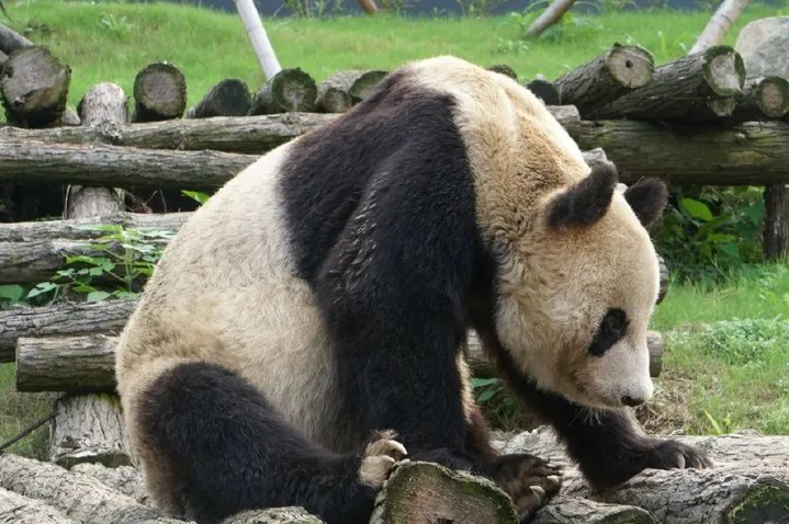 什么情况?浙江一大熊猫被曝瘦骨嶙峋,毛色很差!官方回应