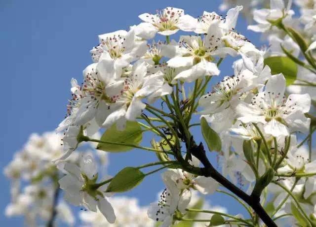 桃花杏花梨花李花傻傻分不清花神來教你