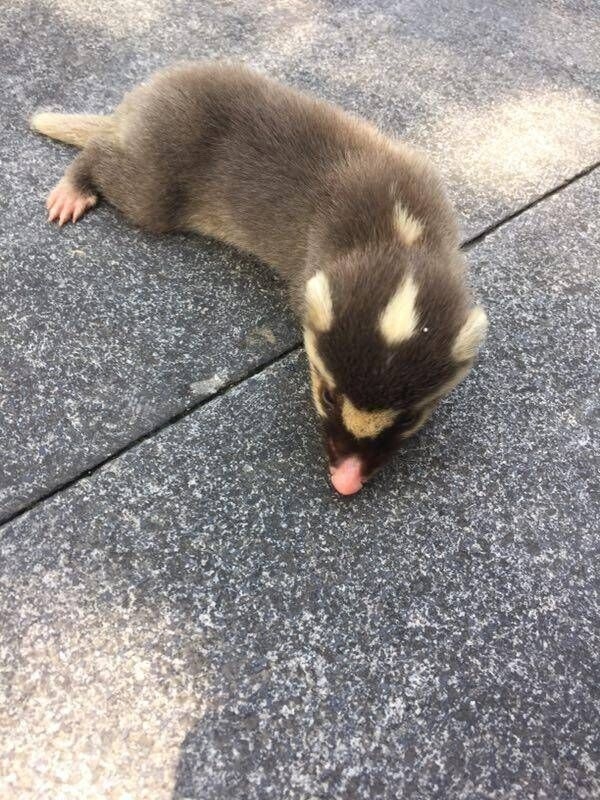 西溪湿地又现萌兽是獾果子狸还是