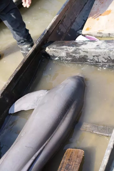 圆脑袋小眼睛胖身子钱塘江里捕上好大一条江豚