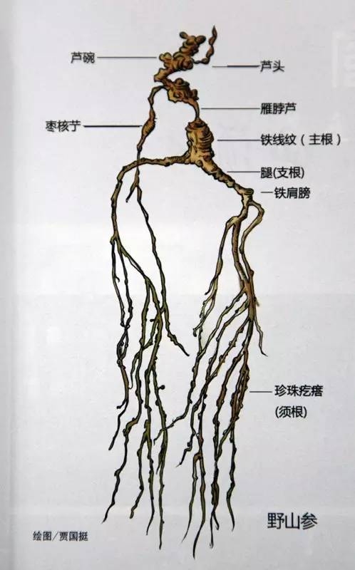 补冬参把头手把手教你如何鉴别野山参