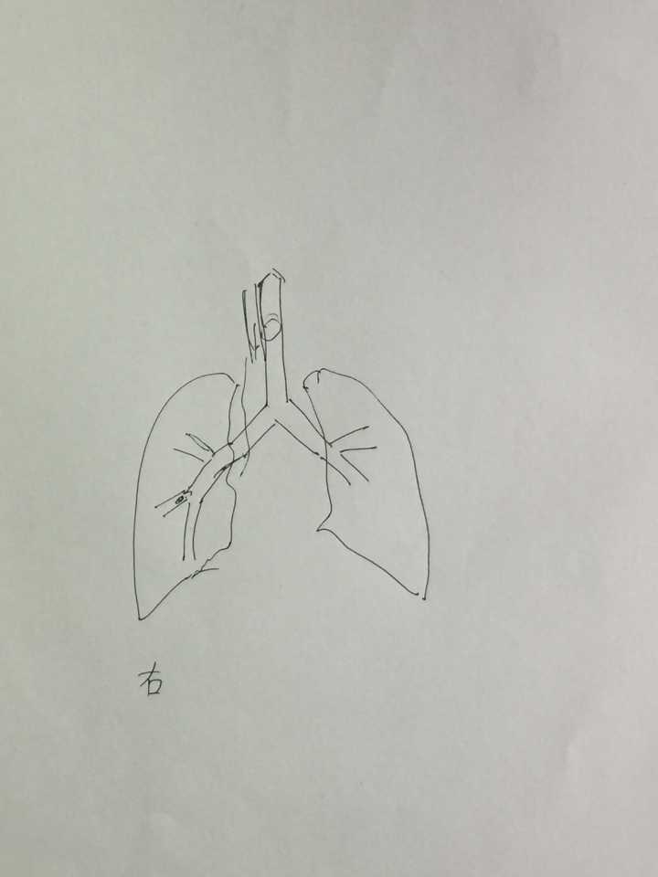 肺的素描画图片