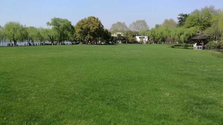 三潭映月绿樱花惊艳开放柳浪闻莺大草坪进入最佳观赏期