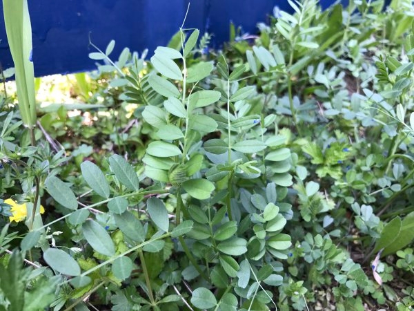 分类区,记者总共见识到了艾草,小巢菜,鸭儿芹,鱼腥草,蒲公英,紫云英