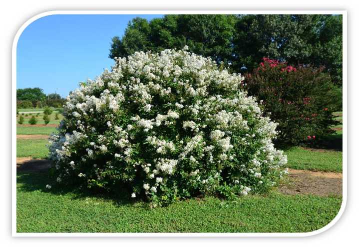 这种怕痒树开花漂亮花期很长你喜欢不