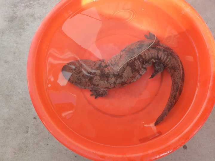 鲍亚飞 通讯员 王晓娟 文/图 近日,一条长着四条腿的 "怪鱼"从山上"