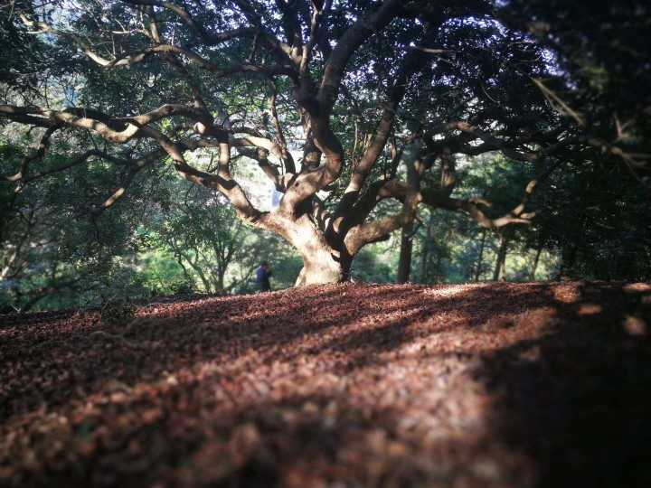 據悉,楊岸港古楊梅主要集中分佈在沿線的楊岸村,上高村和抱龍村,沙地