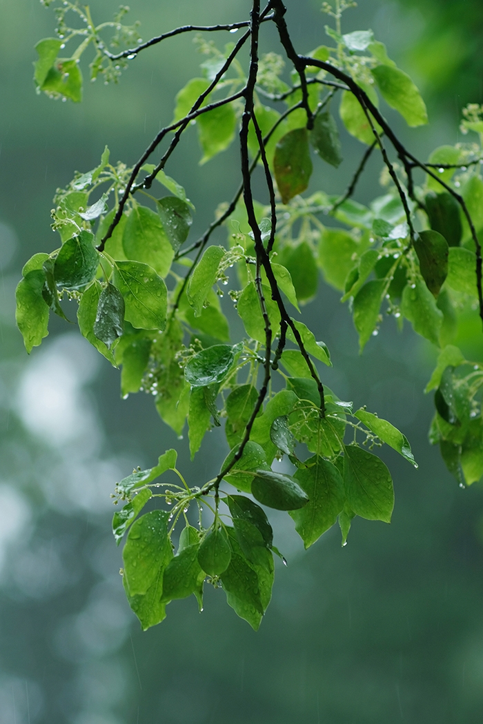 随处不期而遇的幽香都是哪来的呀附送杭州春香地图