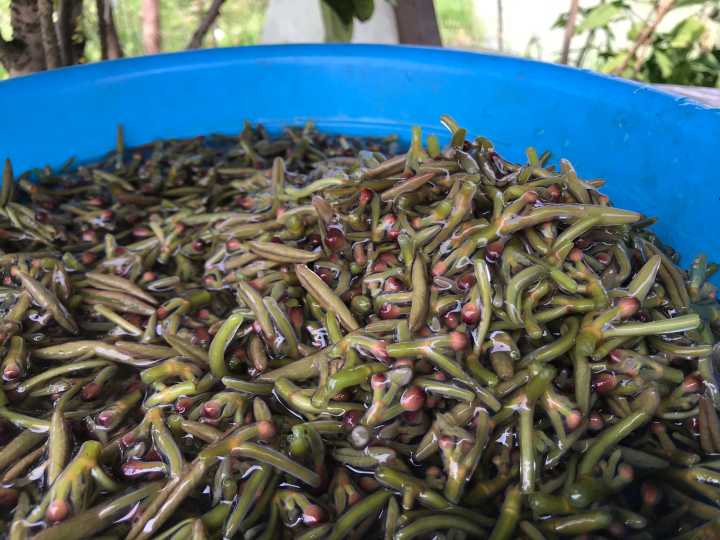 深读莼菜好吃却难采更难的是