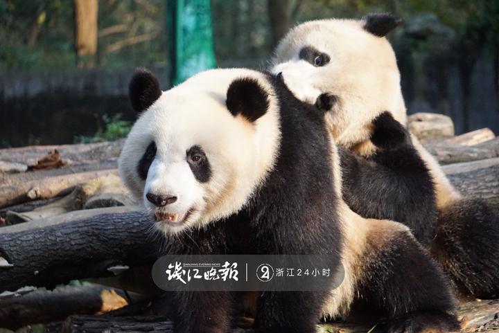 主角就是杭州動物園的