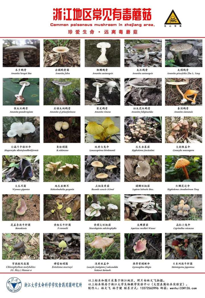 由于野生蘑菇的形态多种多样,非专业人员仅凭经验,靠形态,气味,颜色等