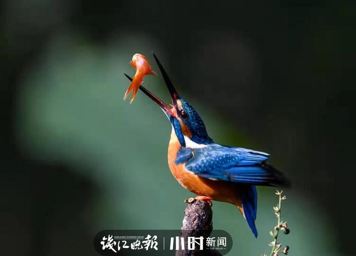 《翠鳥》中所描寫的:翠鳥蹬開葦稈,像箭一樣飛過去,叼起小魚,貼著水面