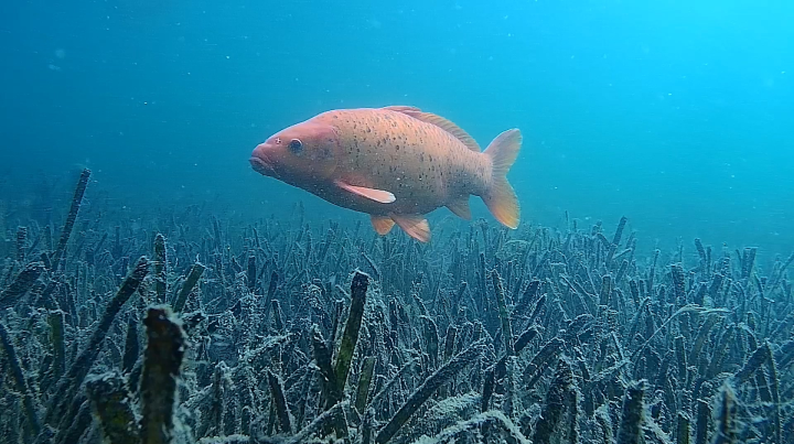 換個角度看西湖!冬日裡的西湖水下世界 水清魚不少